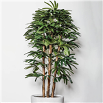 PLANT IMAGE RAPHIS PALM 1800 X 900MM