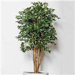 PLANT IMAGE RETUSA TREE 1800 X 900MM
